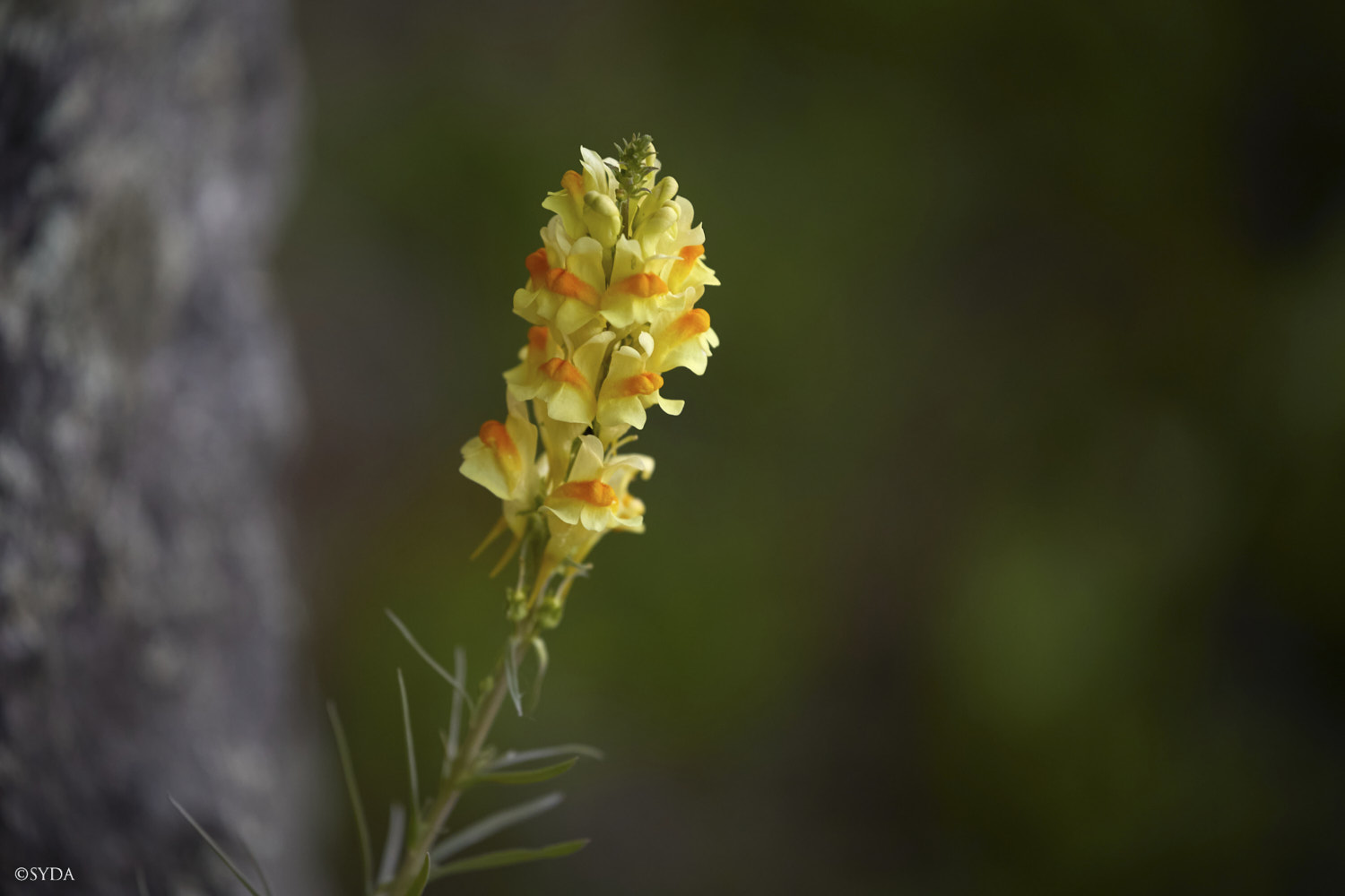 Nature Image