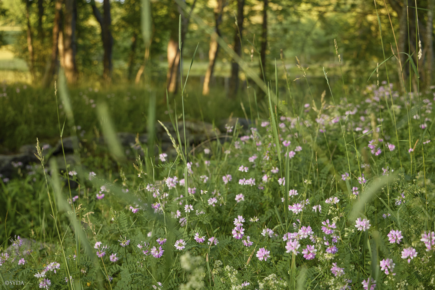 Nature Image