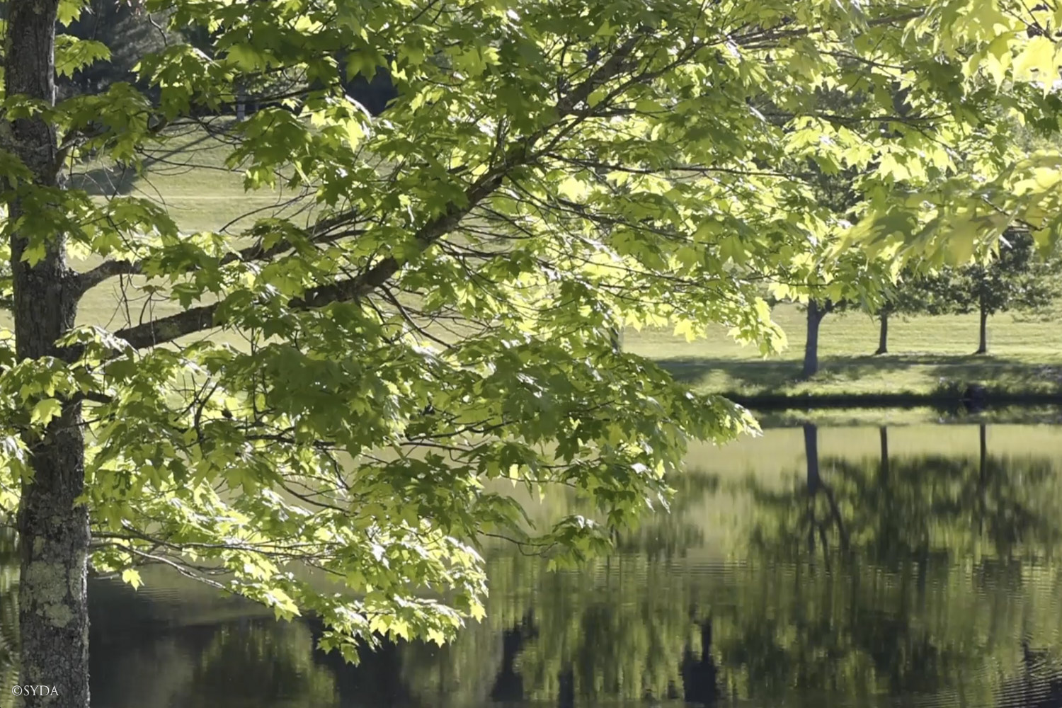 Nature Image