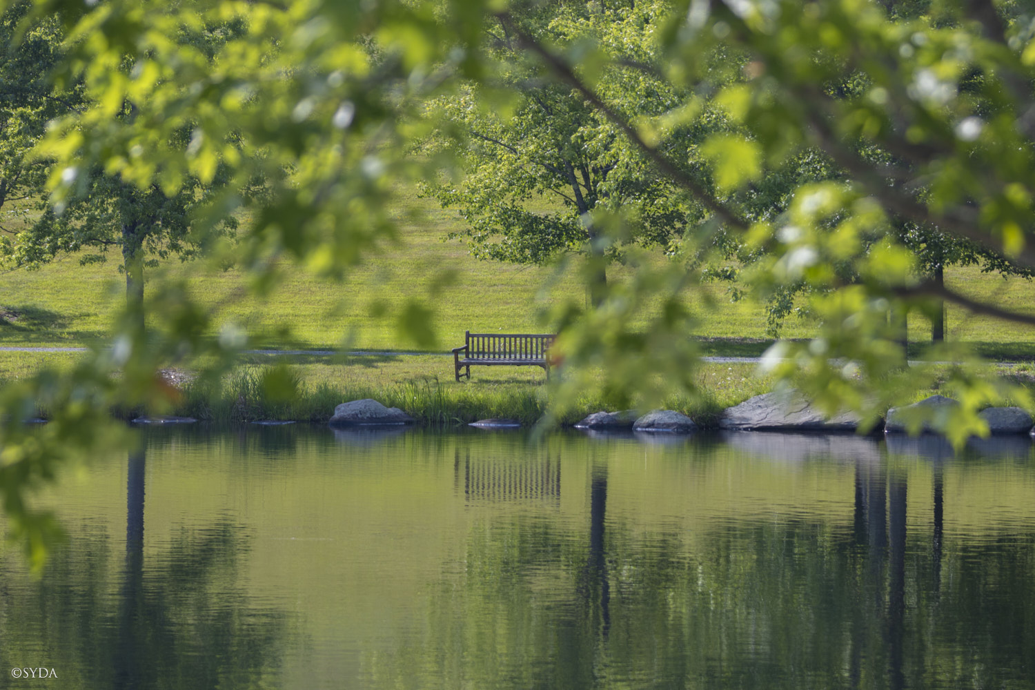 Nature Image