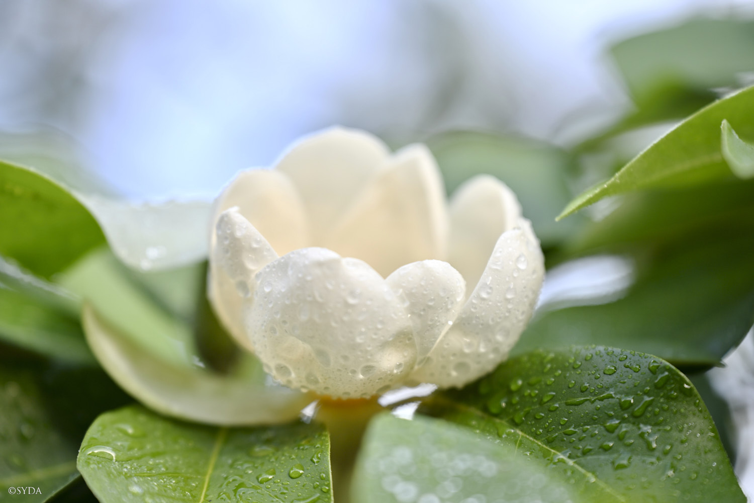 Nature Image