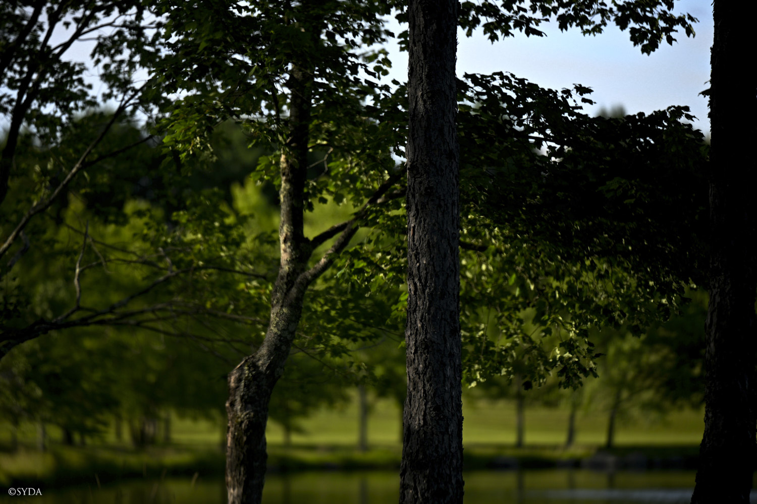 Nature Image