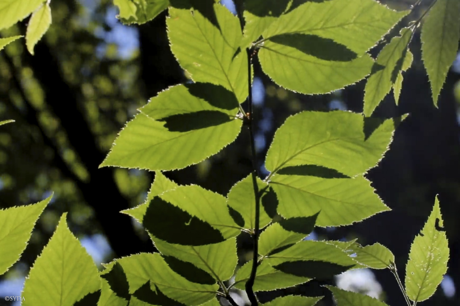 Nature Image
