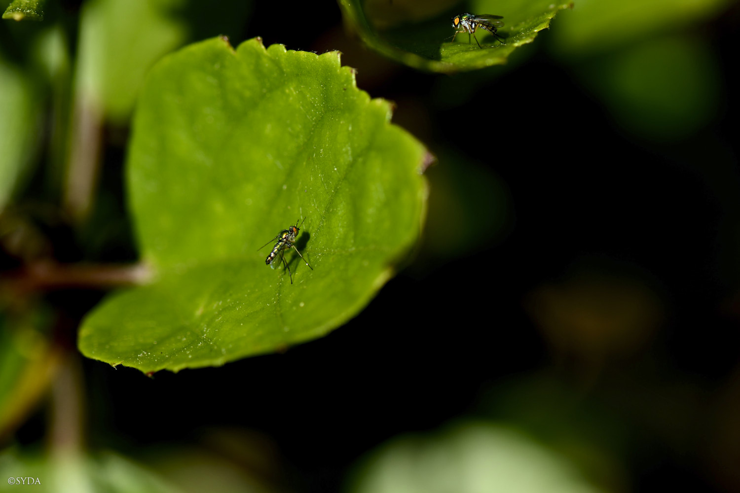 Nature Image