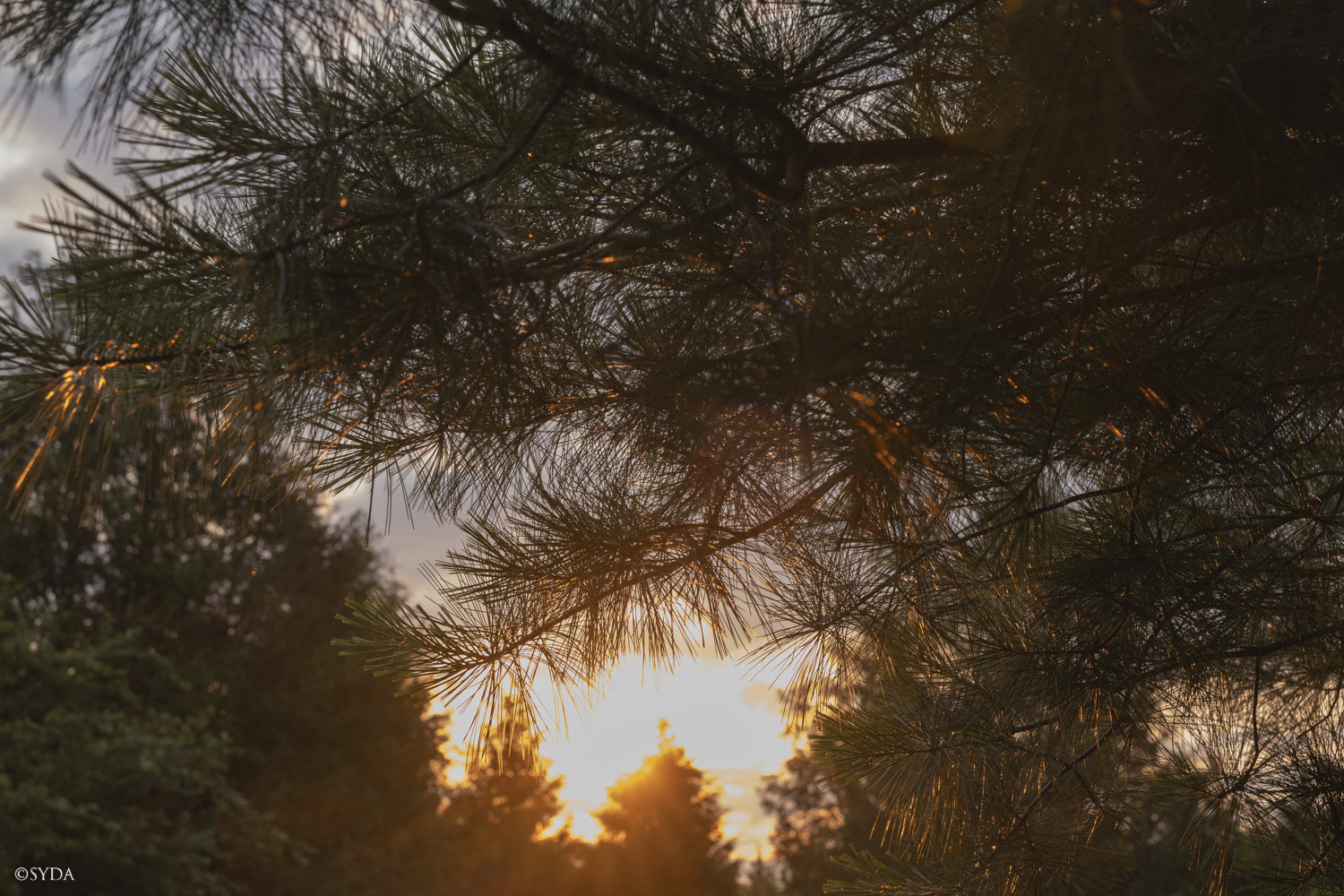 Nature Image