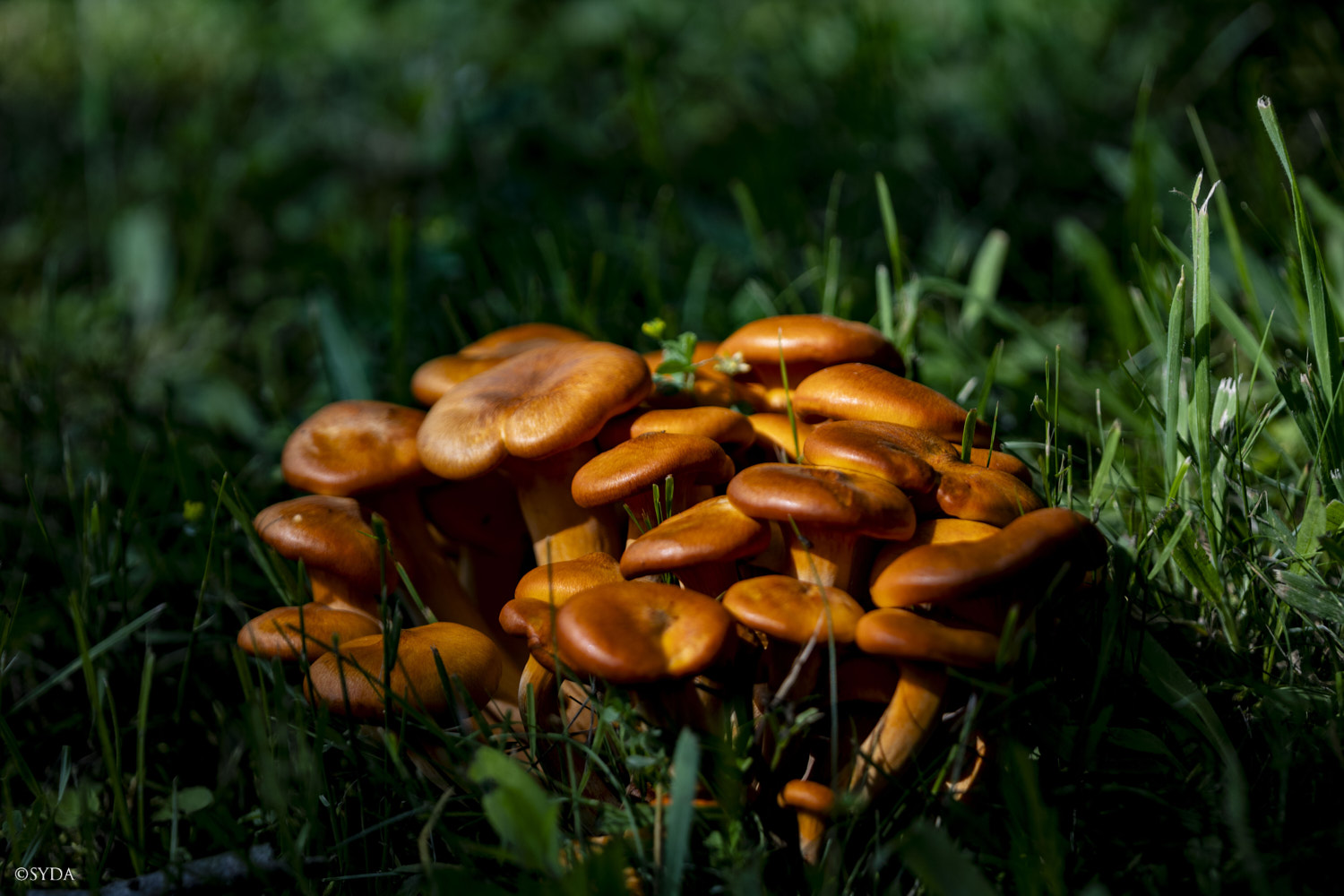 Nature Image