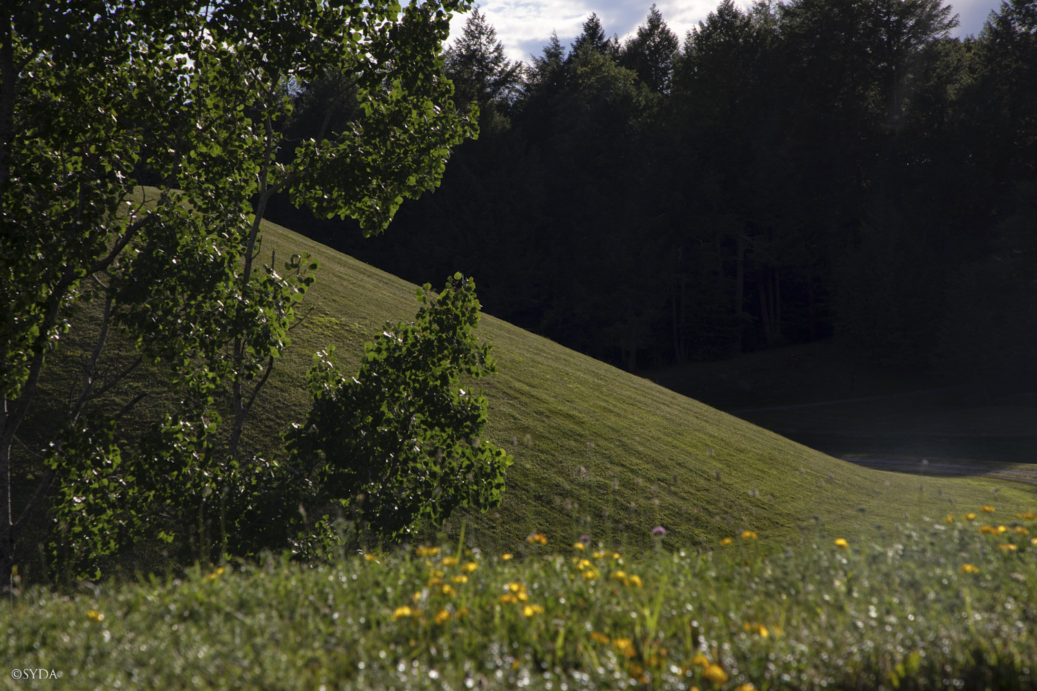 Nature Image