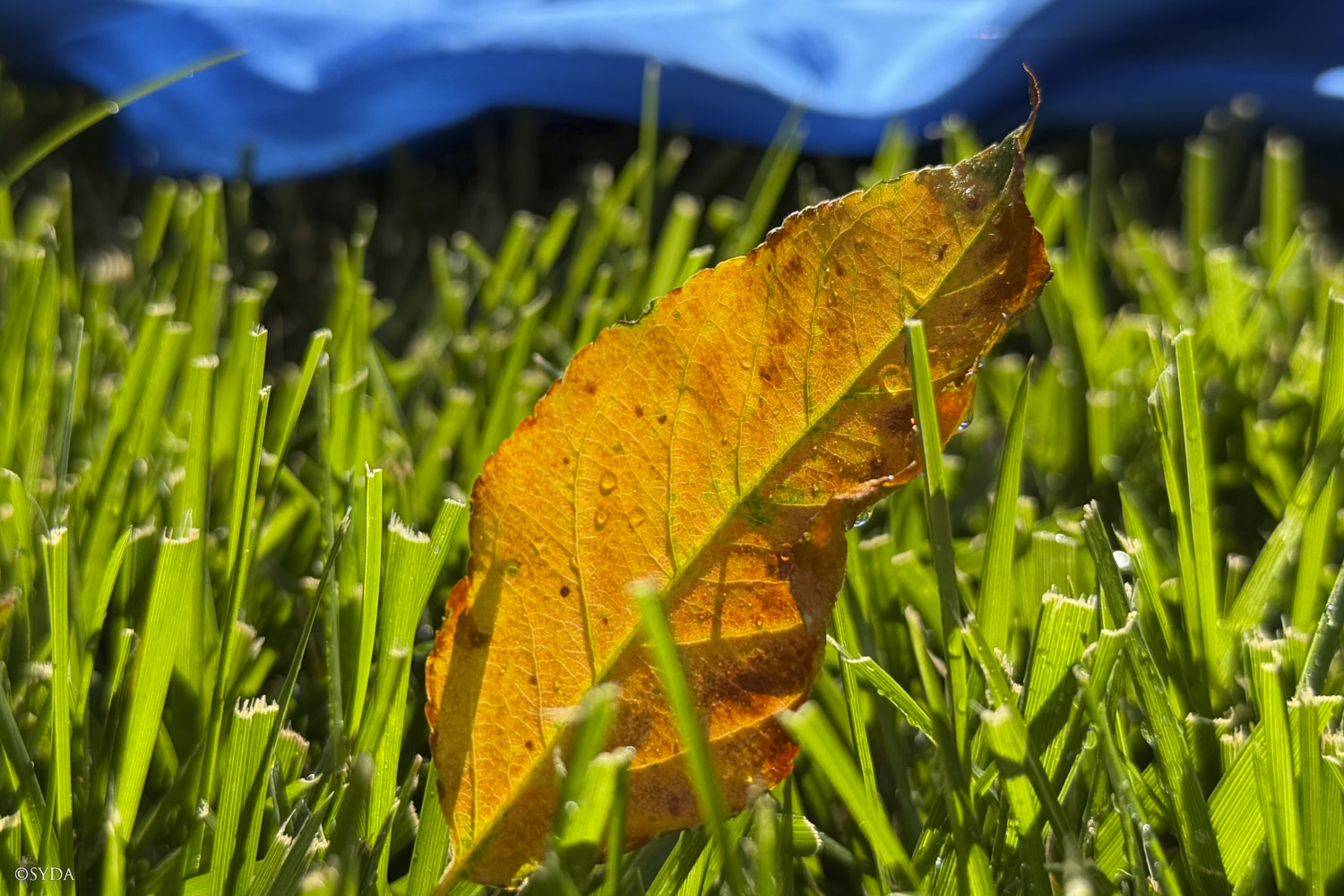 Nature Image