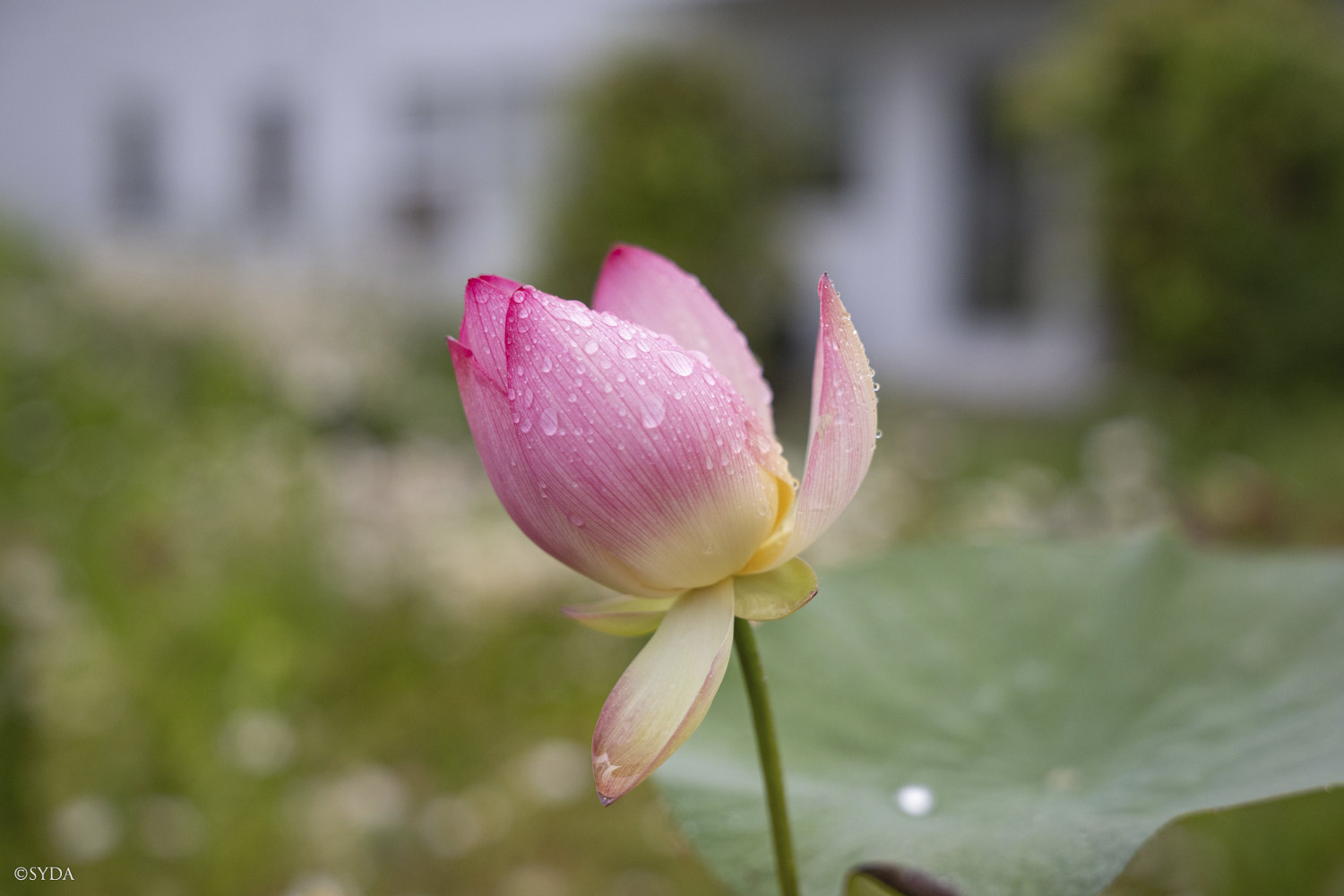 Nature Image