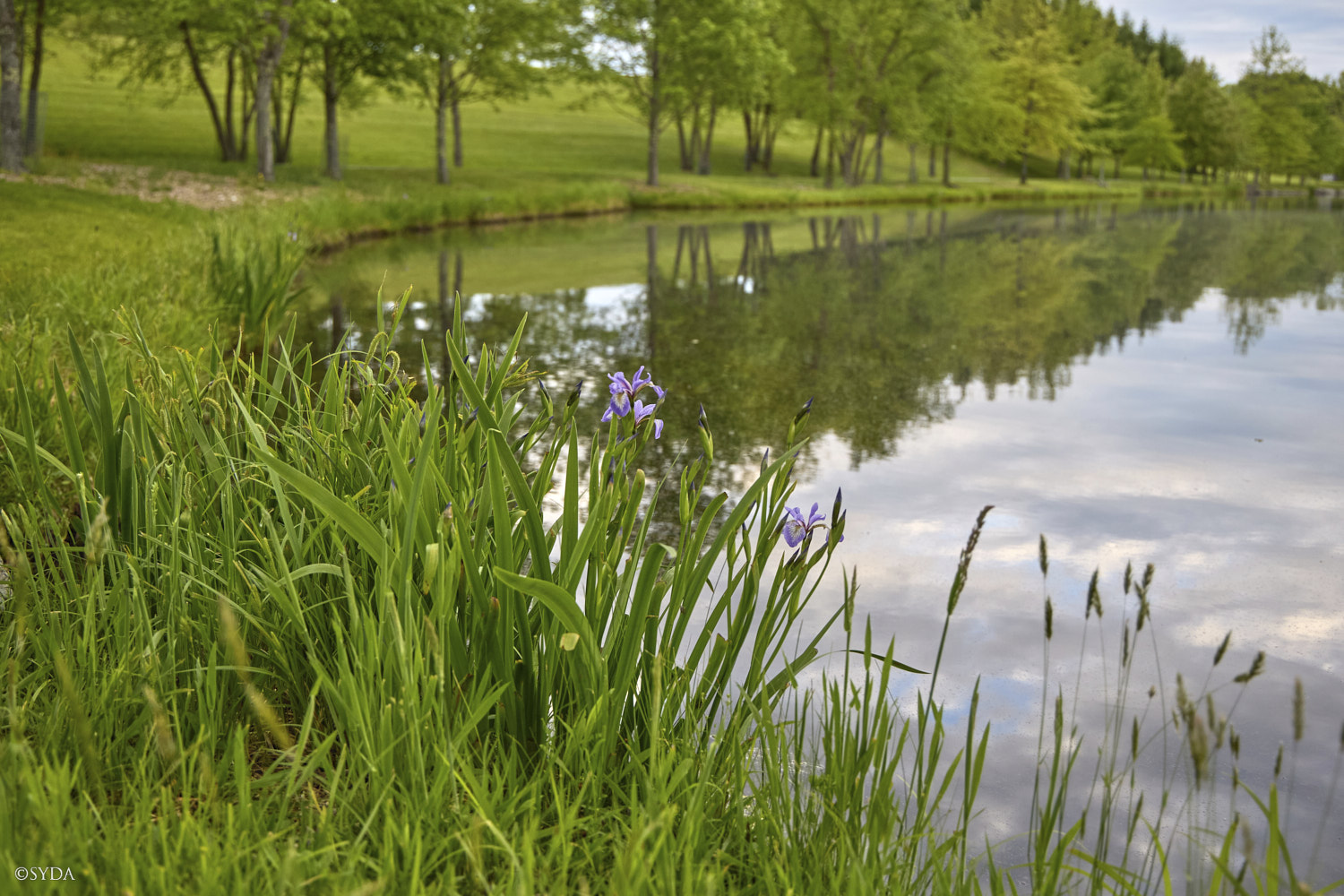 Nature Image