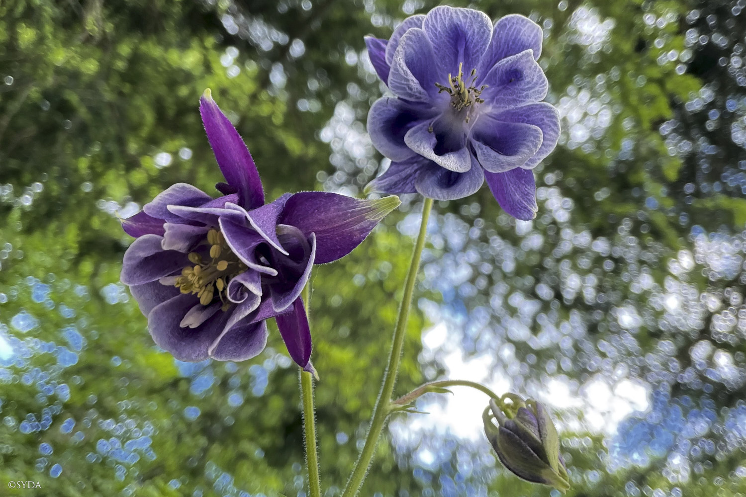 Nature Image