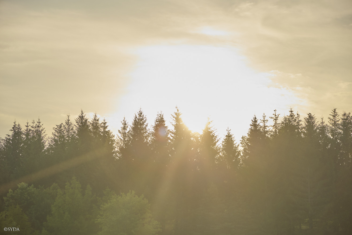 Nature Image