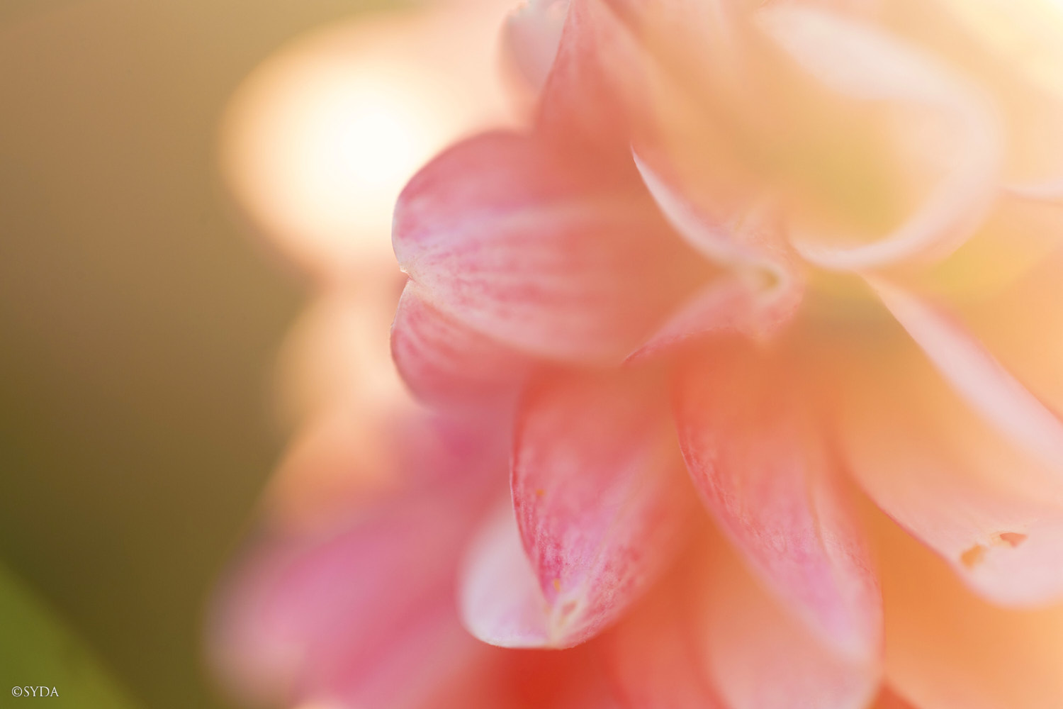 Nature Image