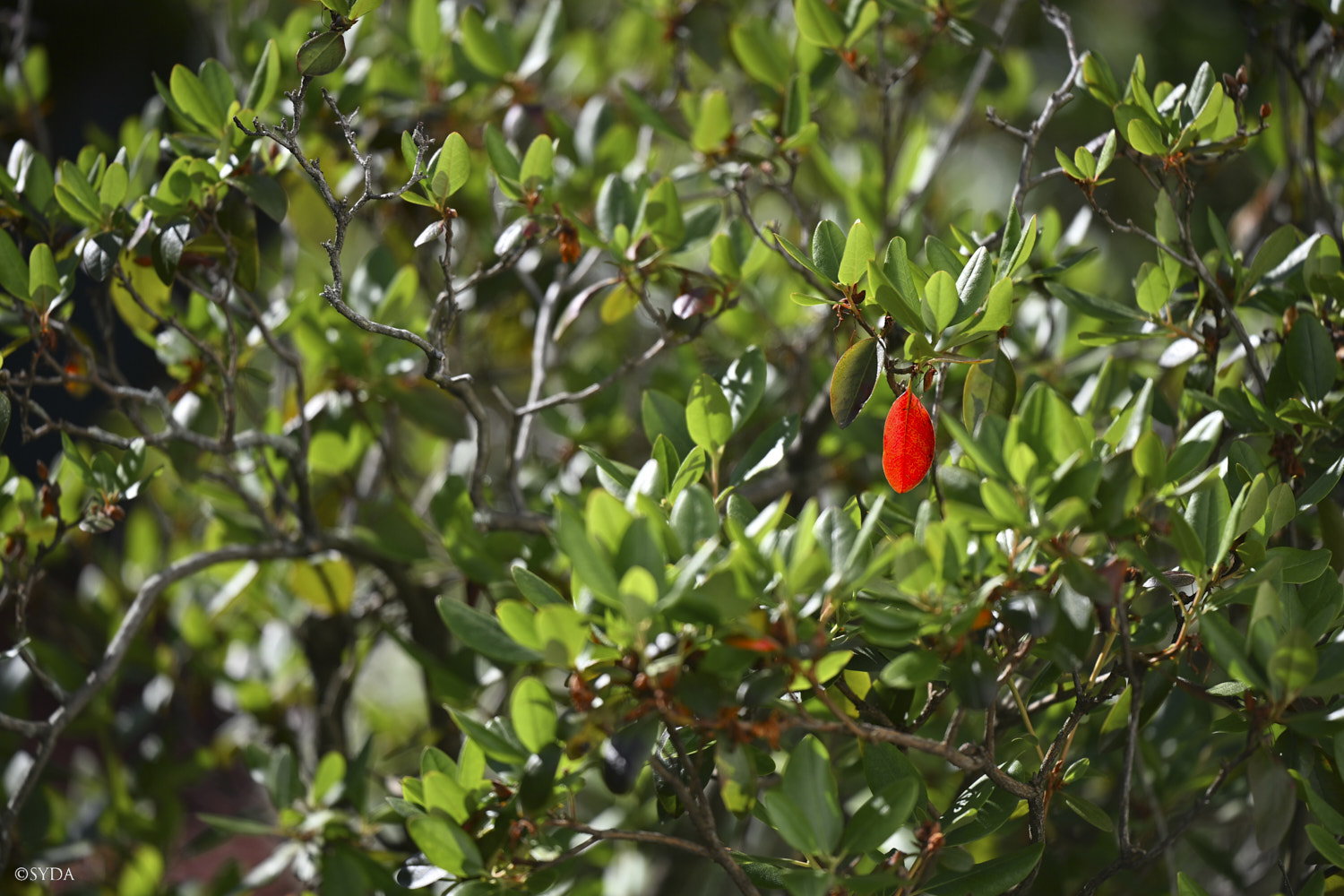 Nature Image
