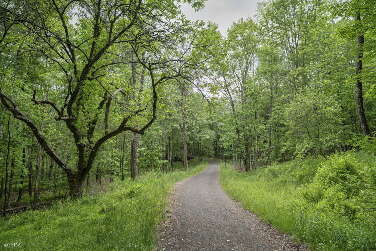 Nature Image