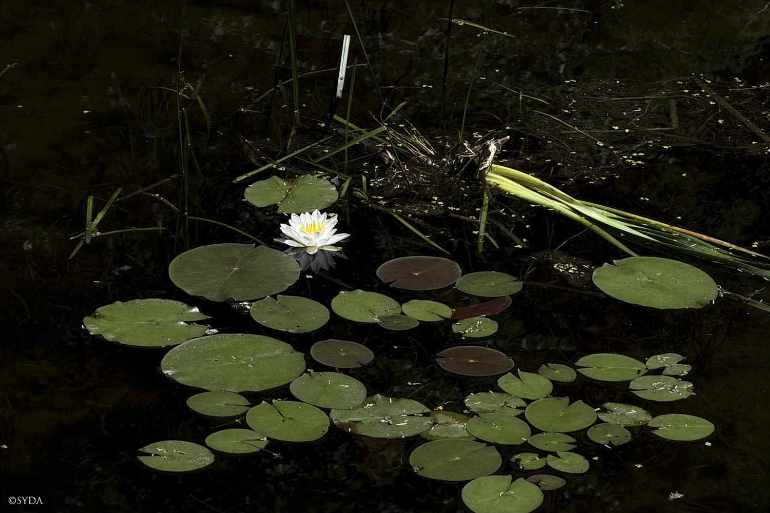 Nature Image