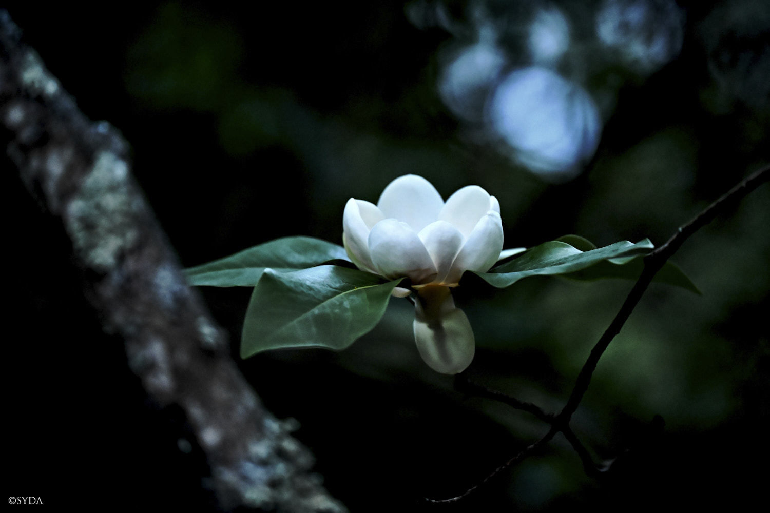 Nature Image