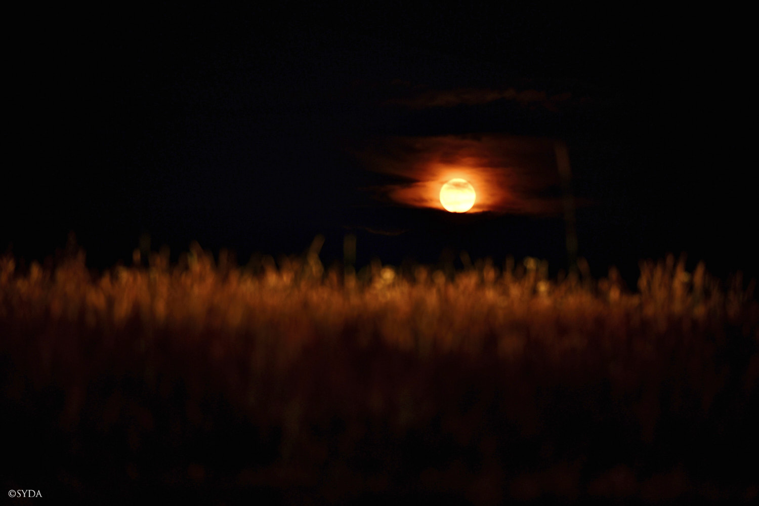 Nature Image