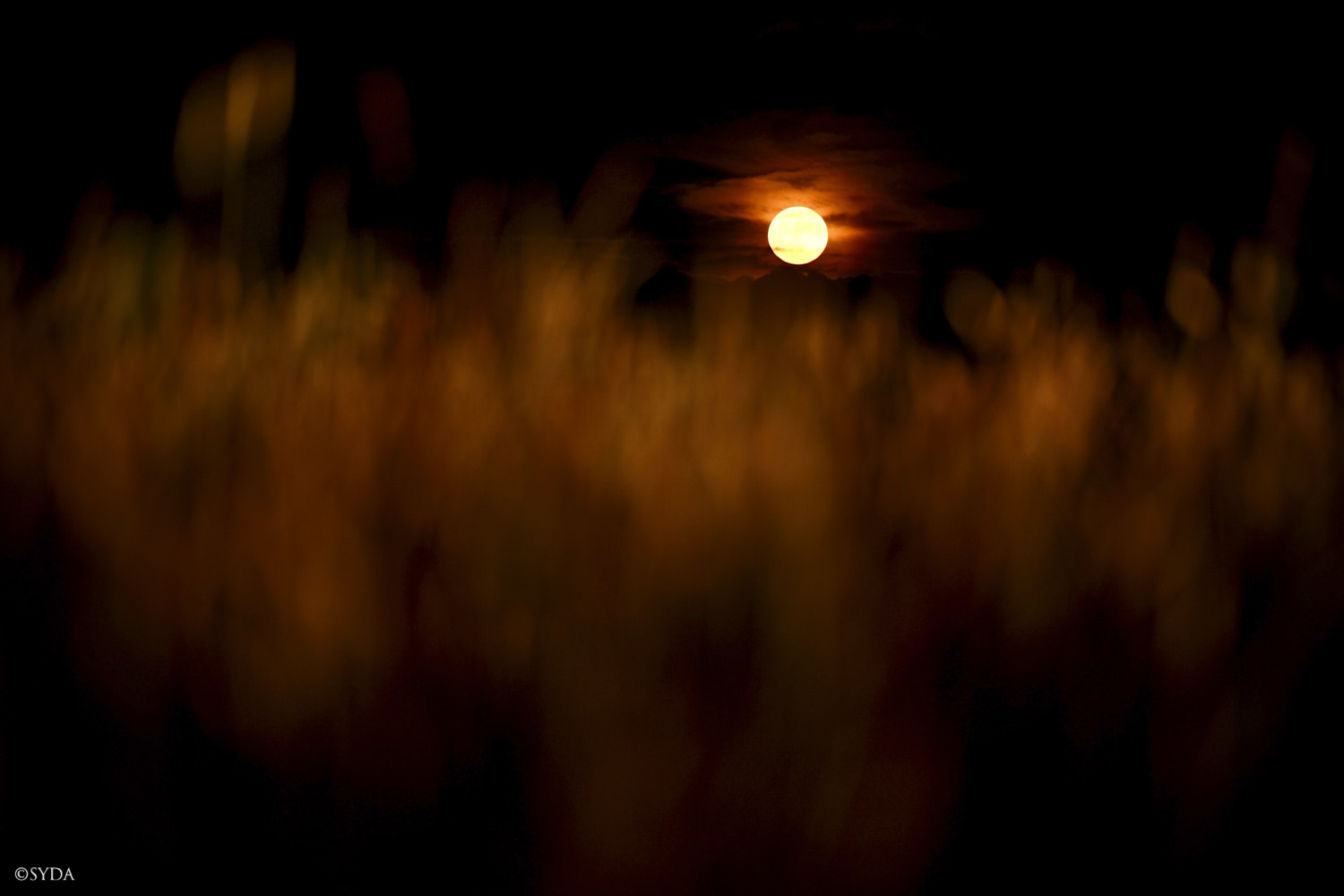 Nature Image
