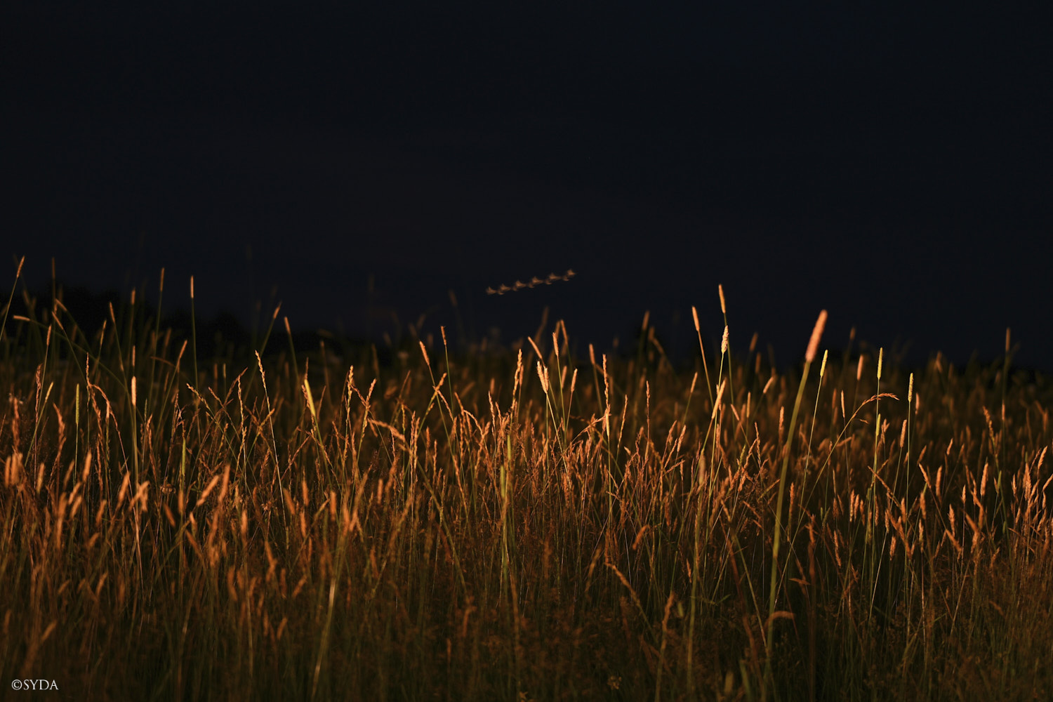 Nature Image