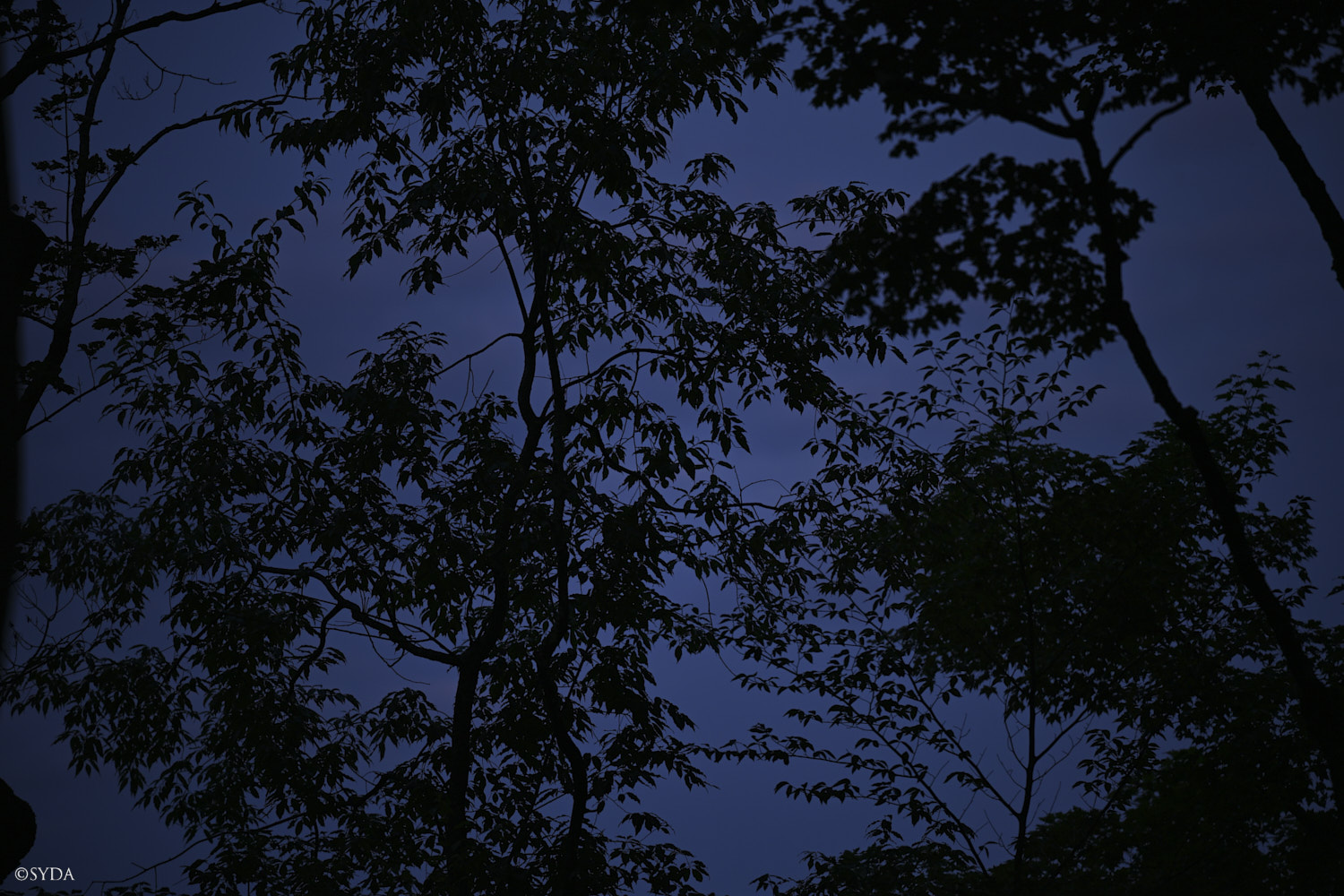 Nature Image