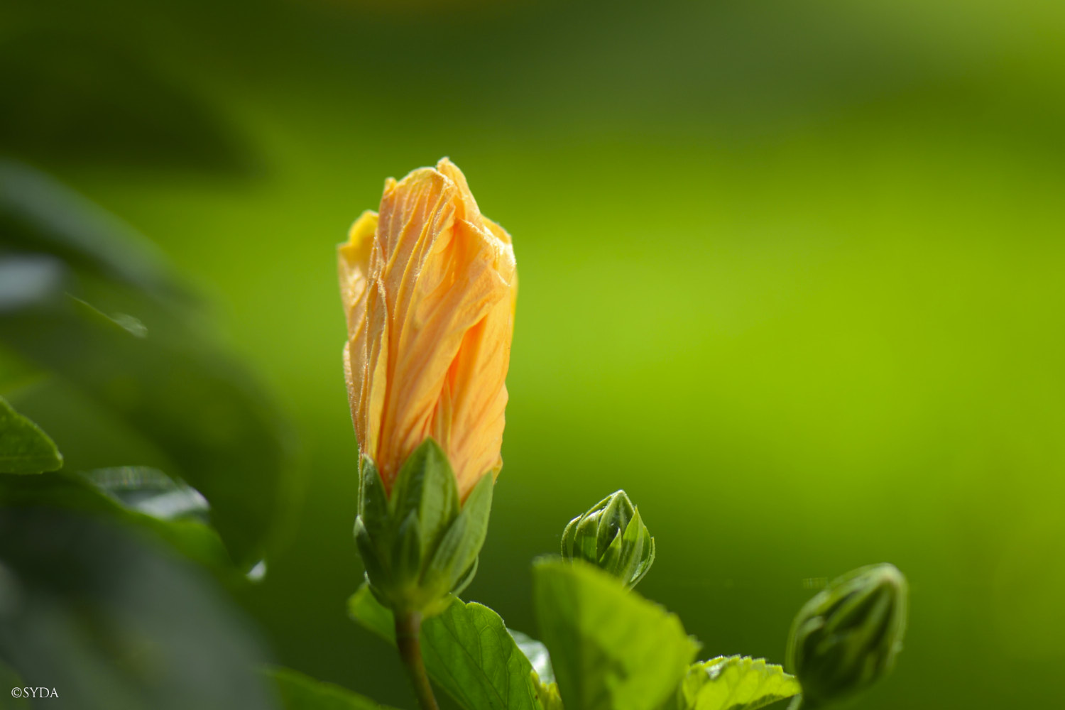 Nature Image