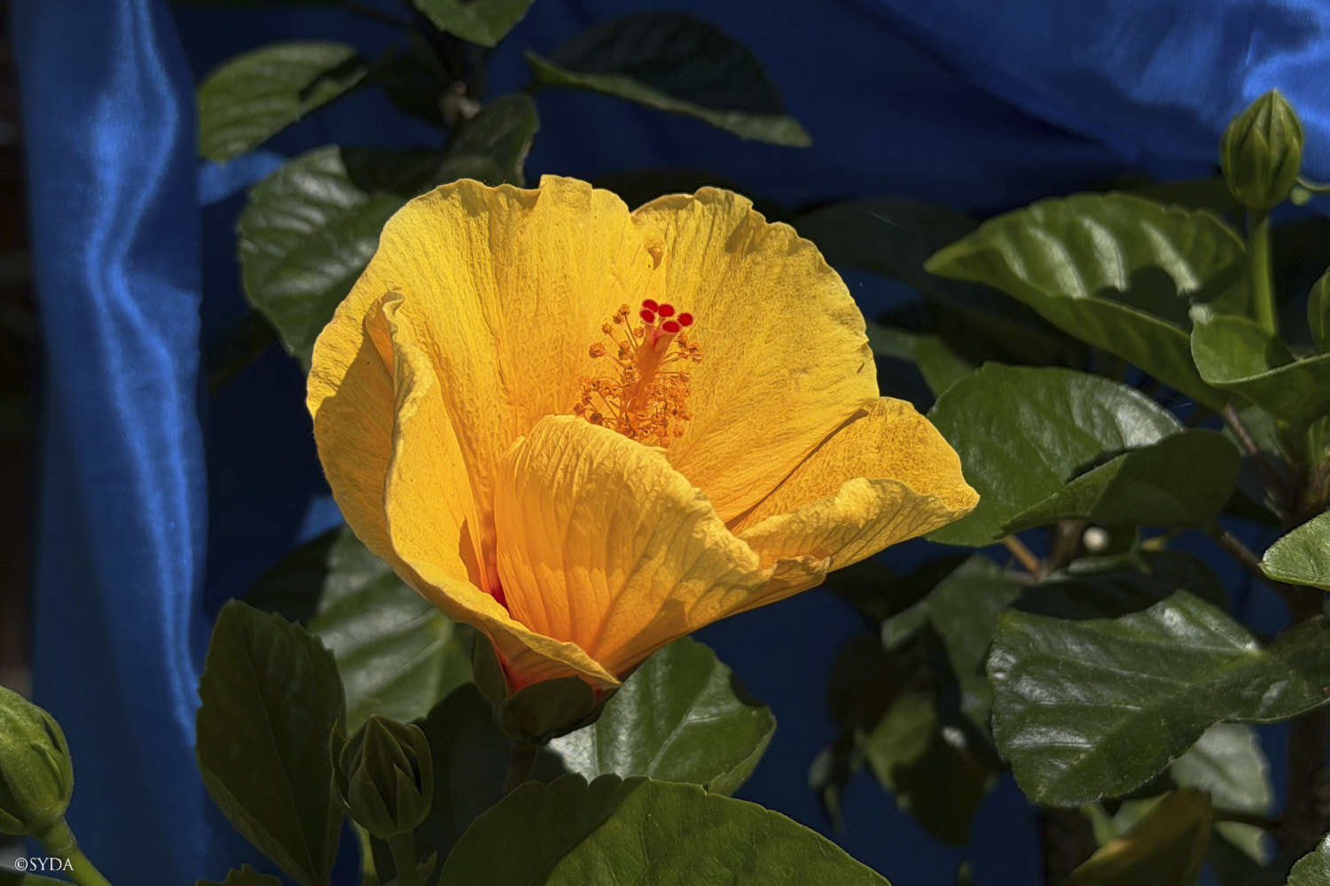 Nature Image
