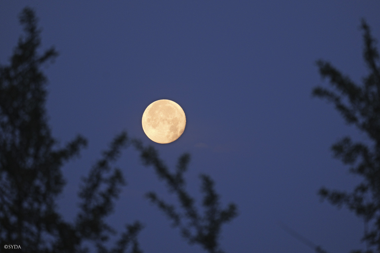 Nature Image