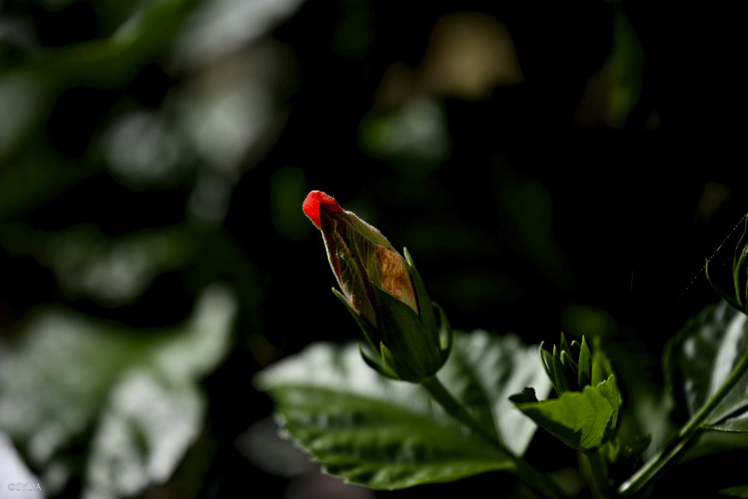 Nature Image