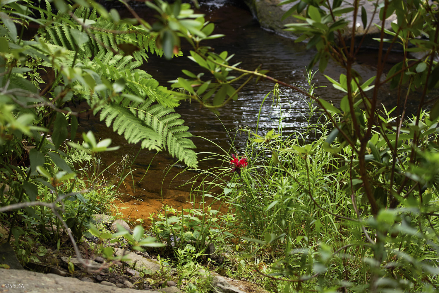 Nature Image