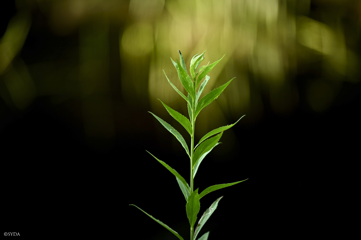 Nature Image