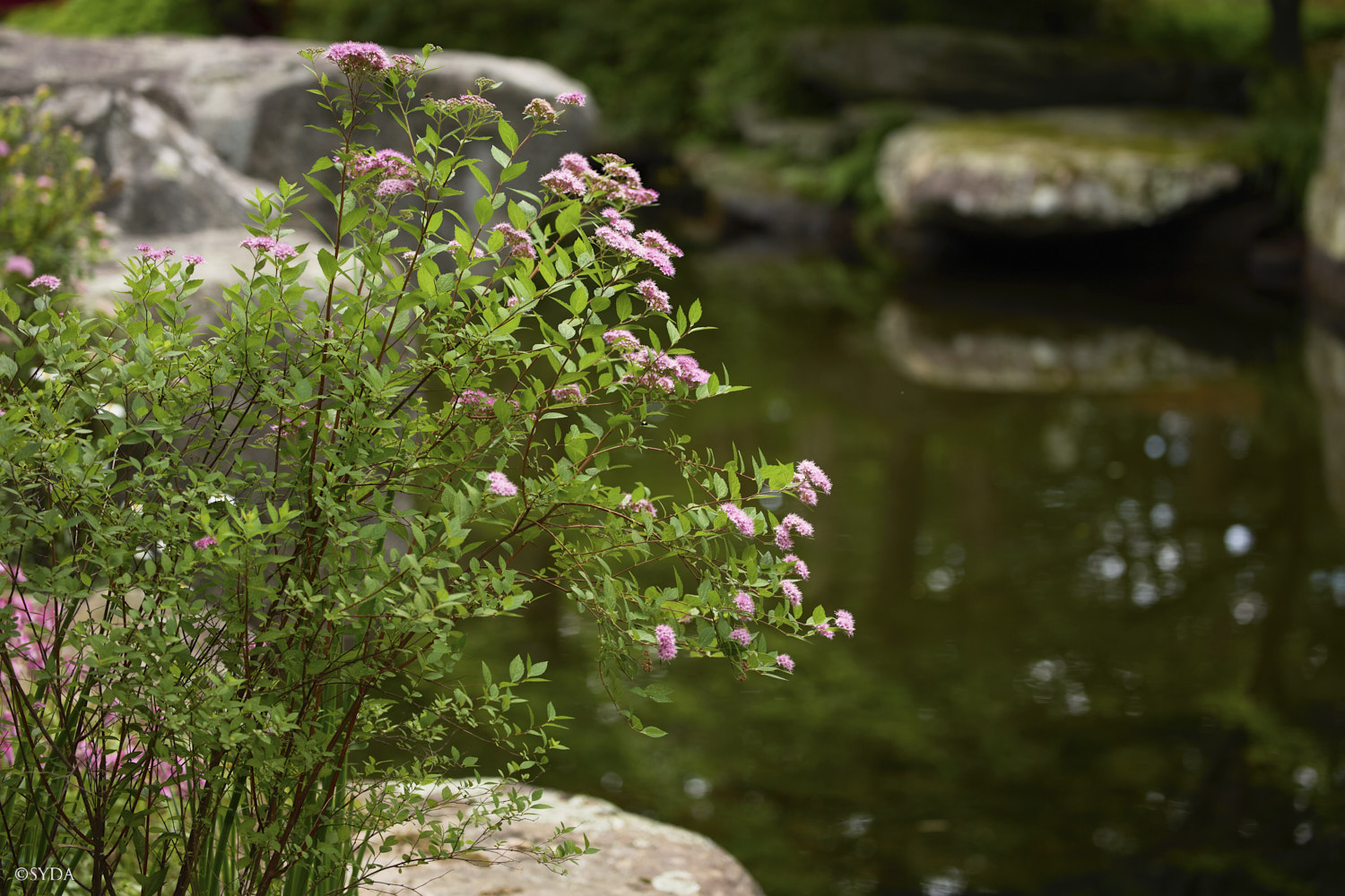 Nature Image