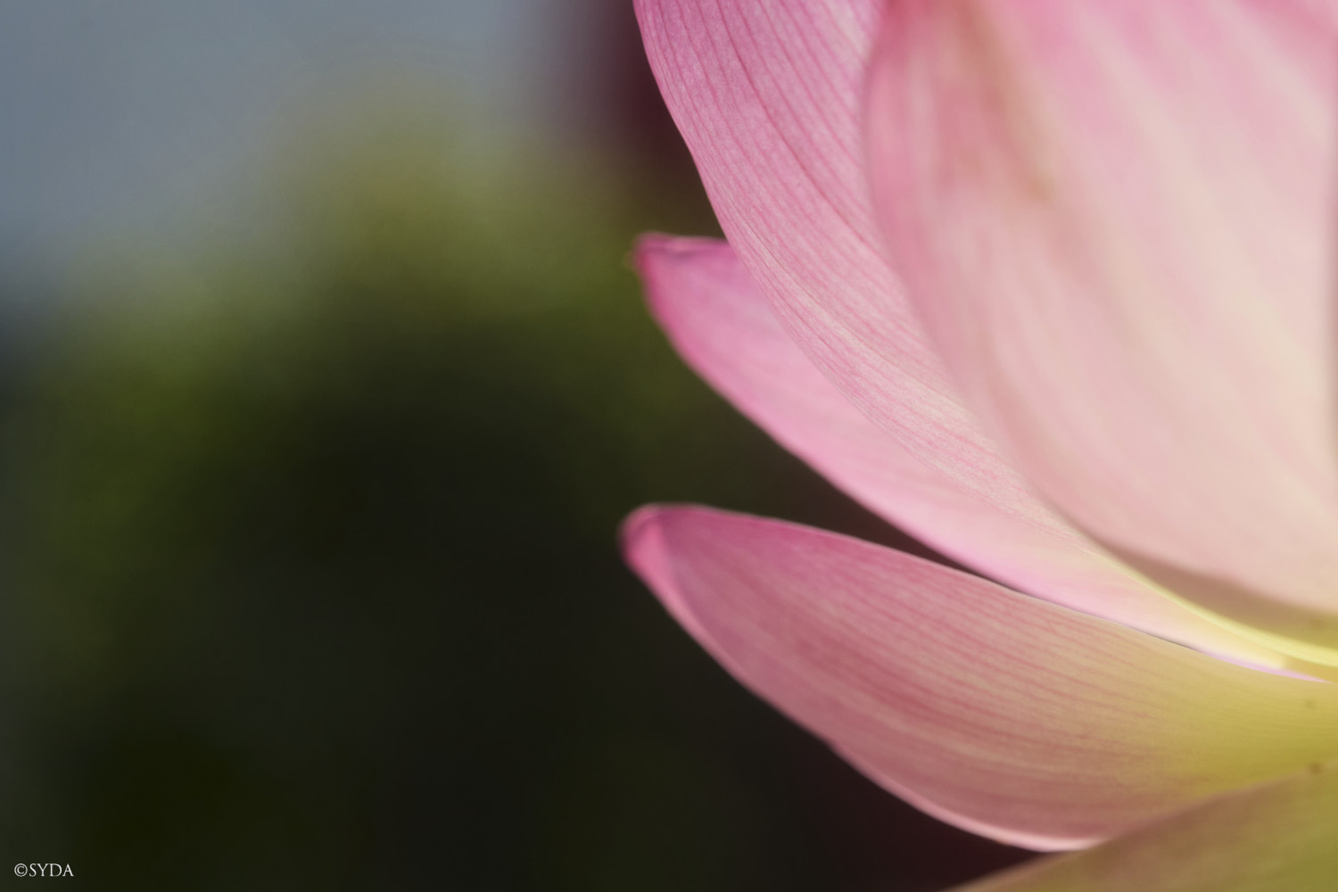 Nature Image