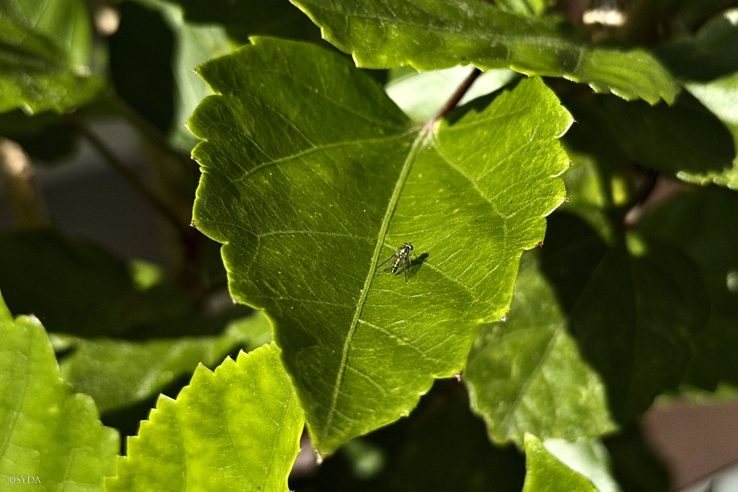 Nature Image