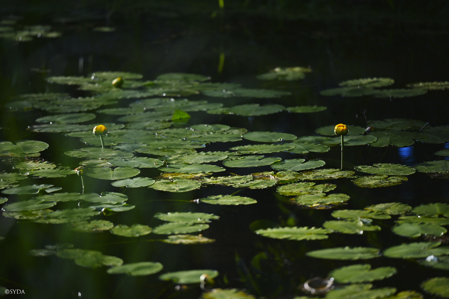 Nature Image