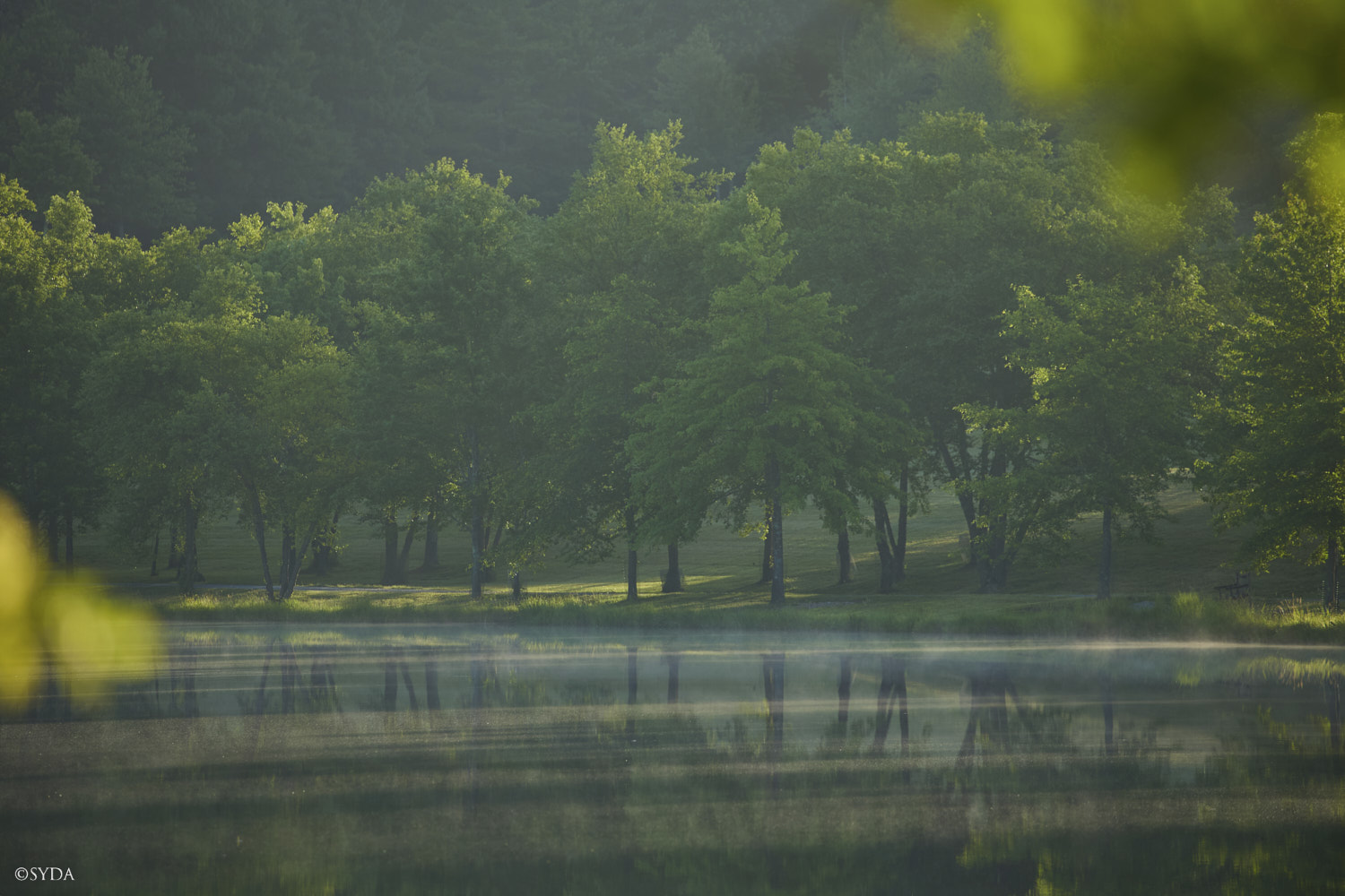 Nature Image