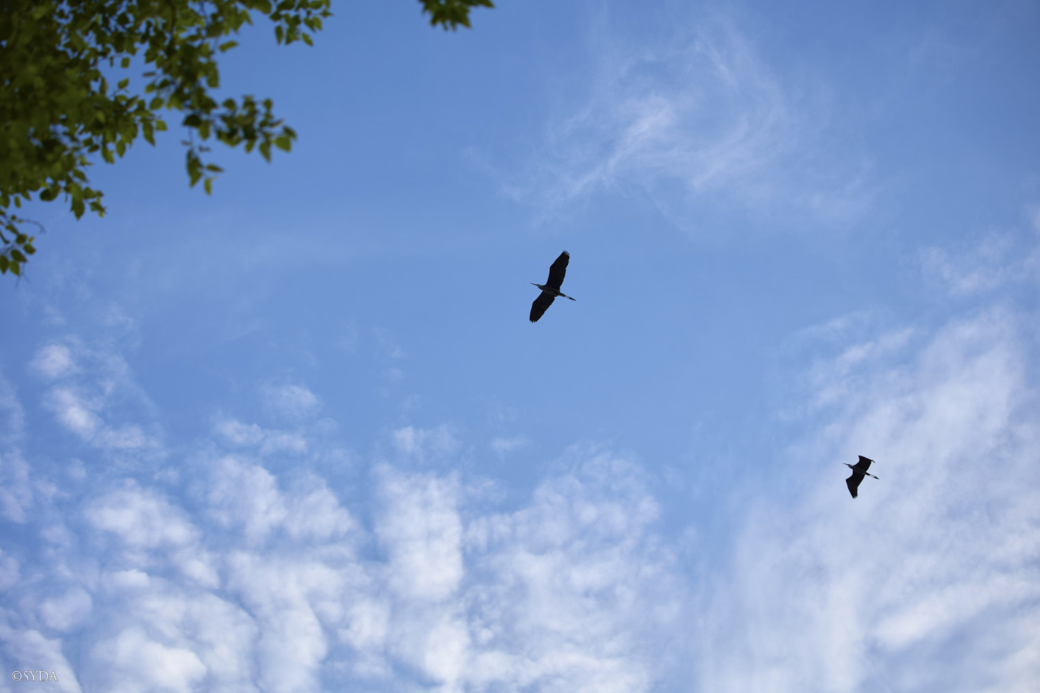 Nature Image