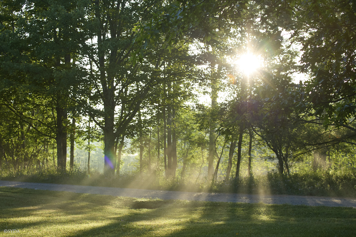 Nature Image