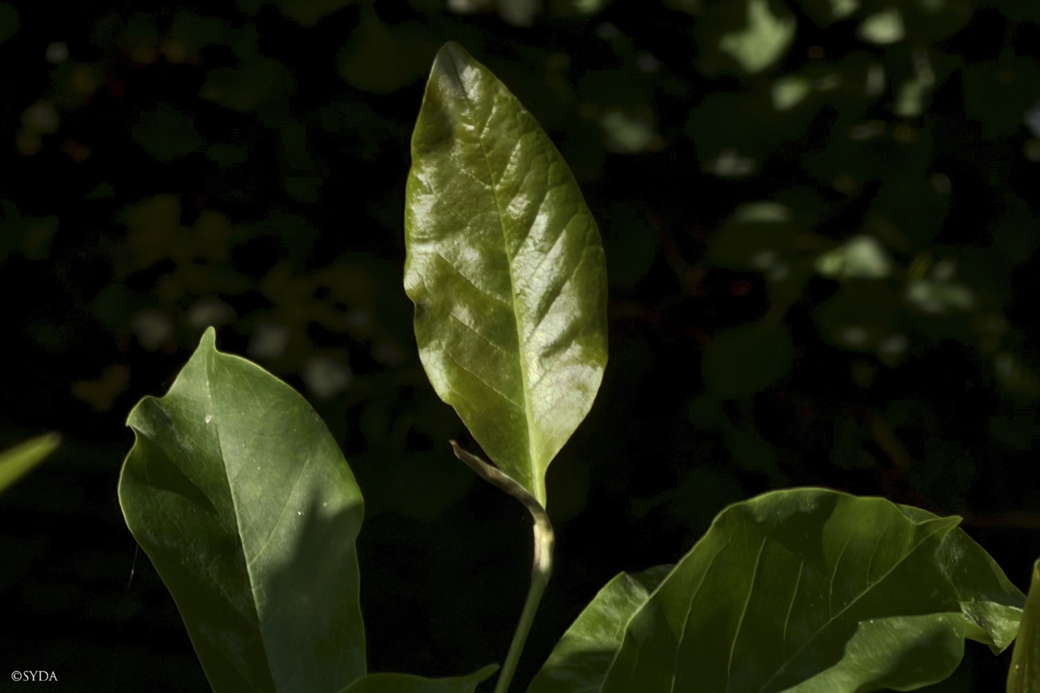 Nature Image