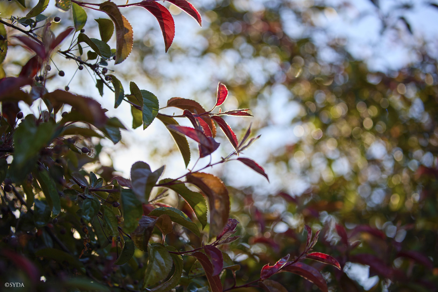 Nature Image