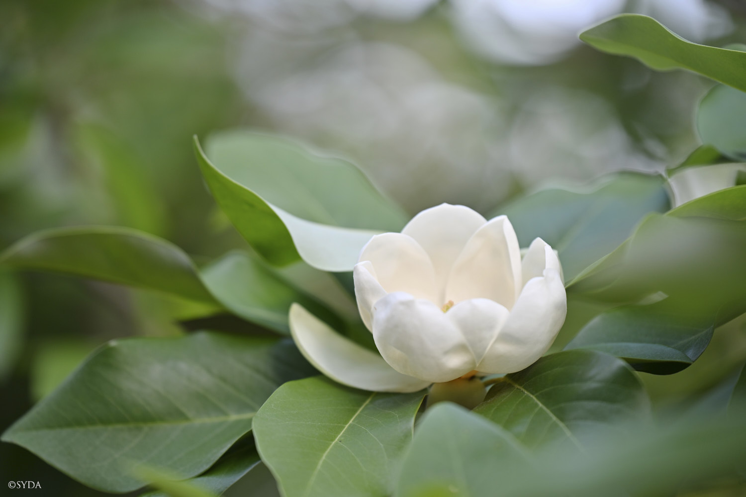 Nature Image