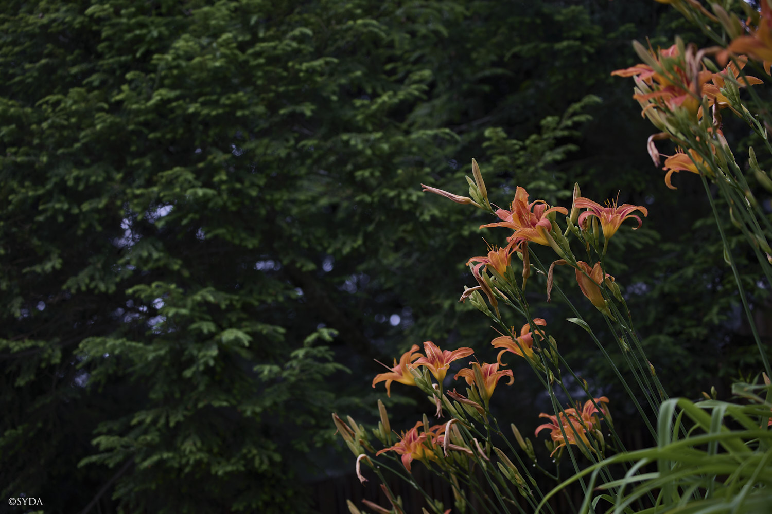 Nature Image