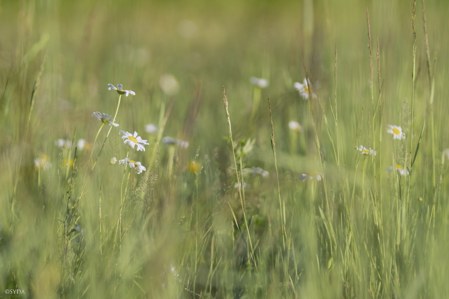 Nature Image