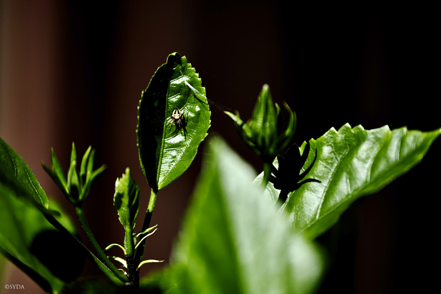 Nature Image