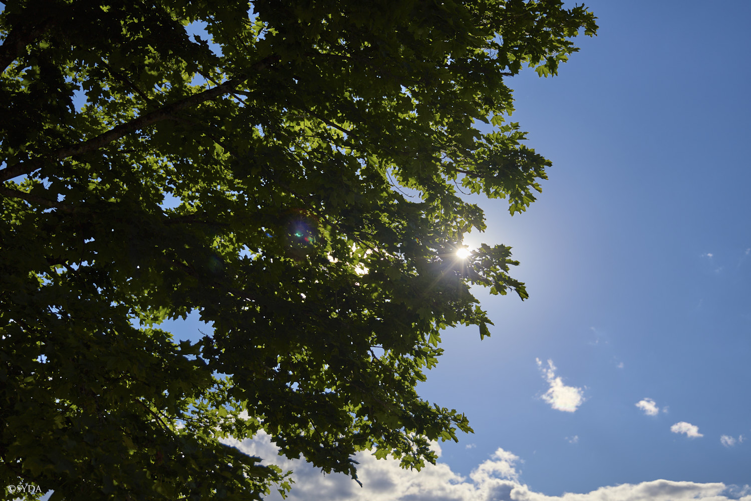 Nature Image