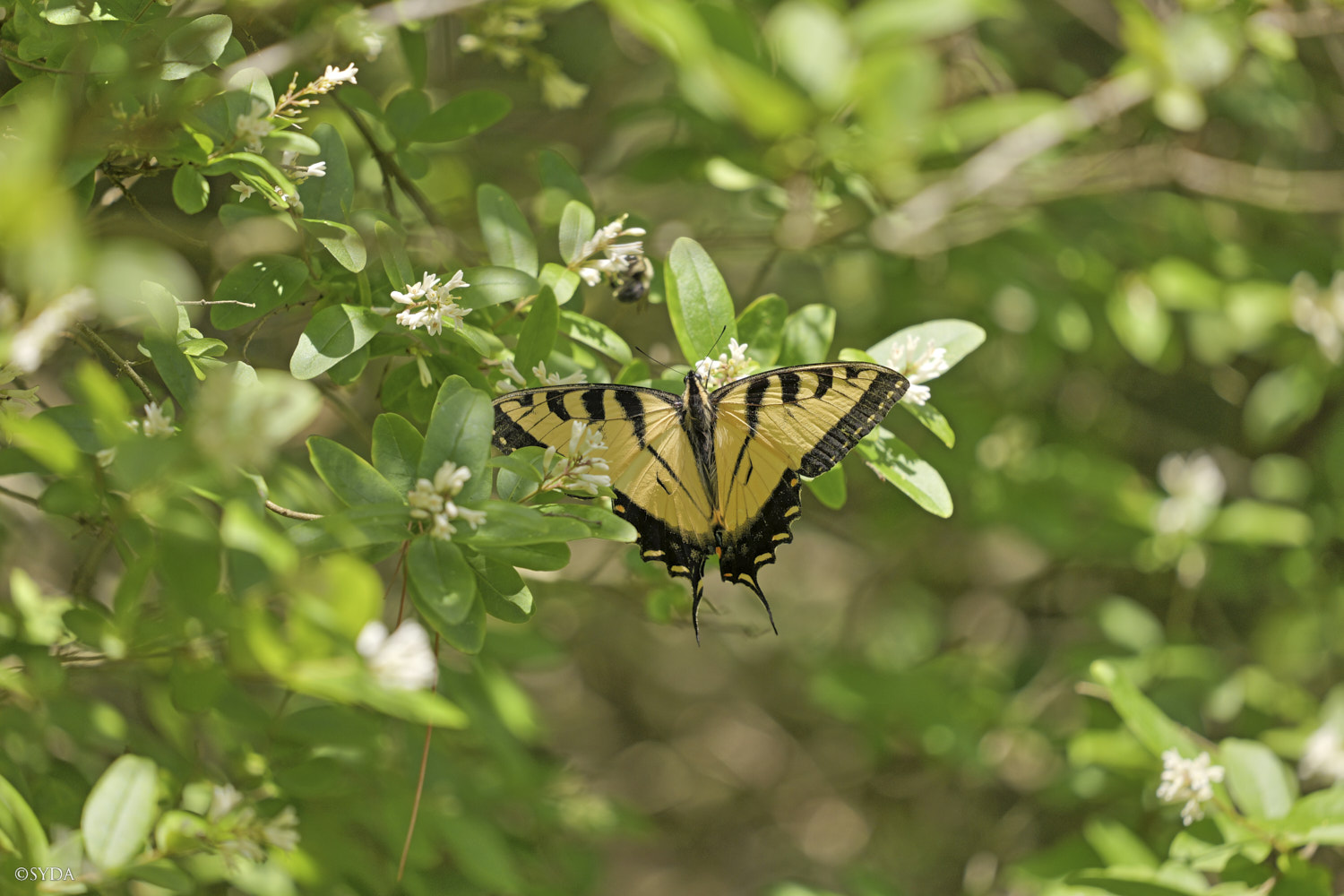 Nature Image