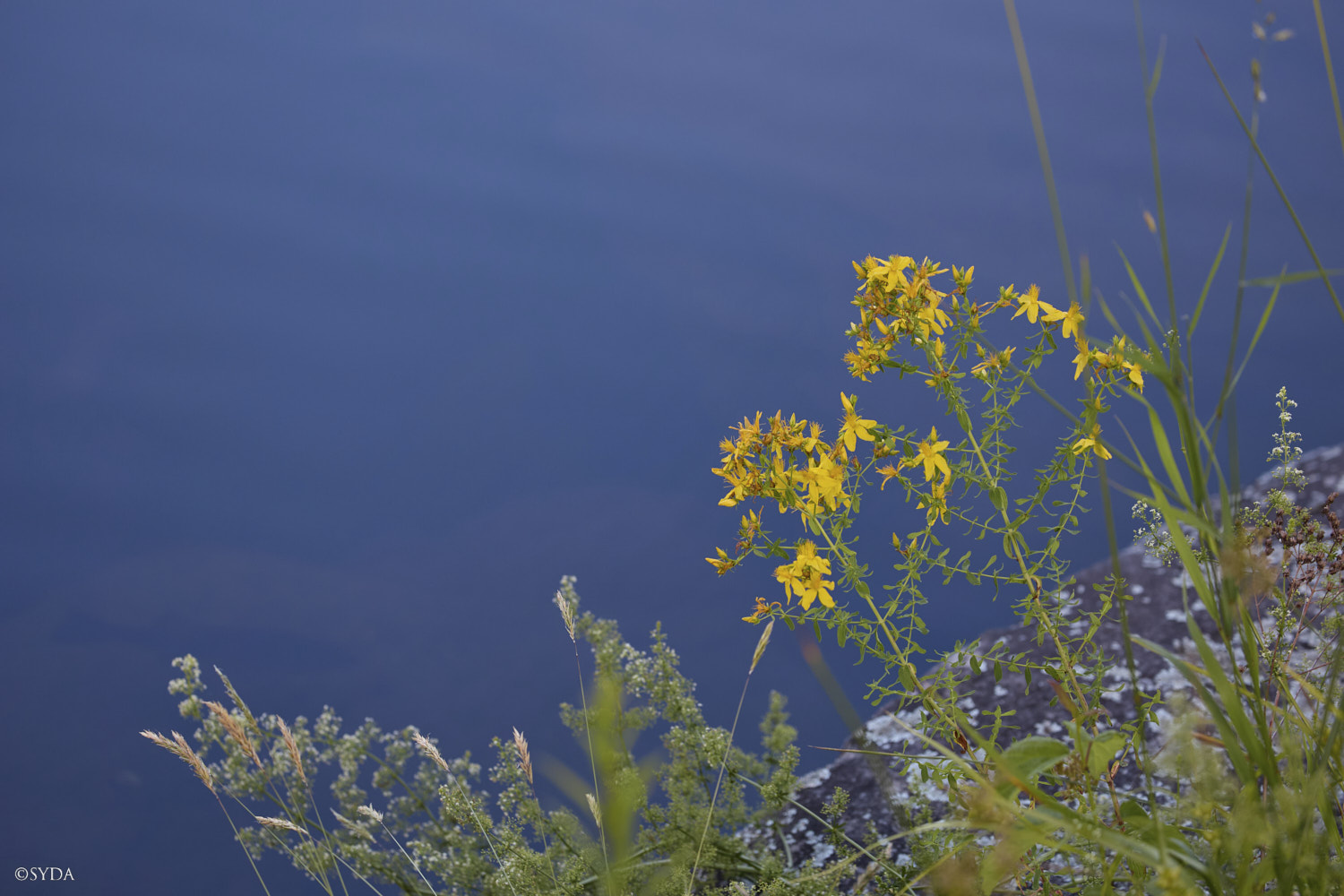 Nature Image