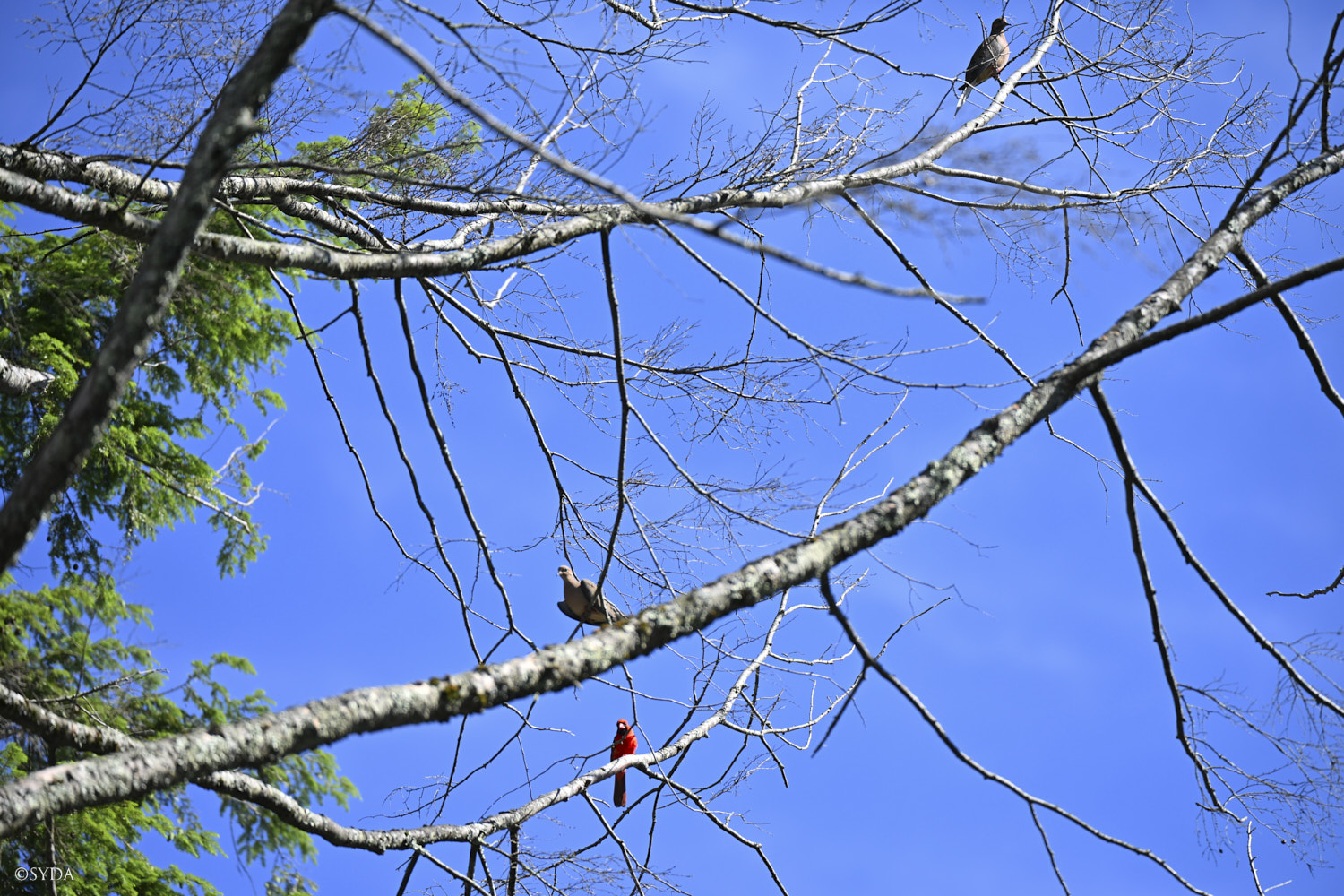 Nature Image