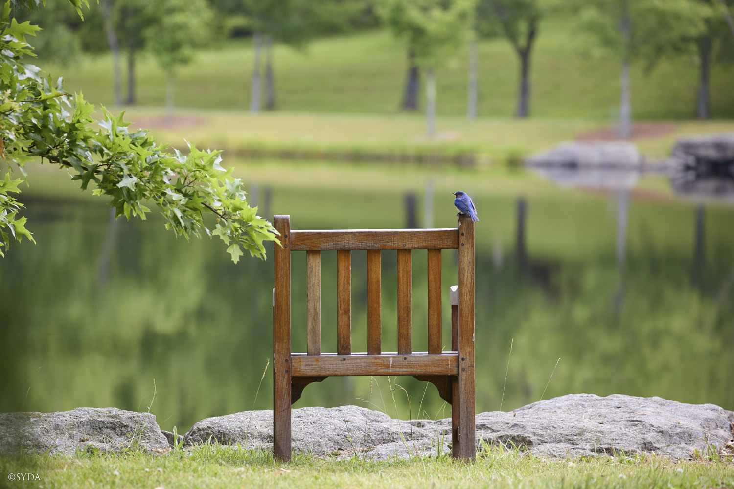Nature Image