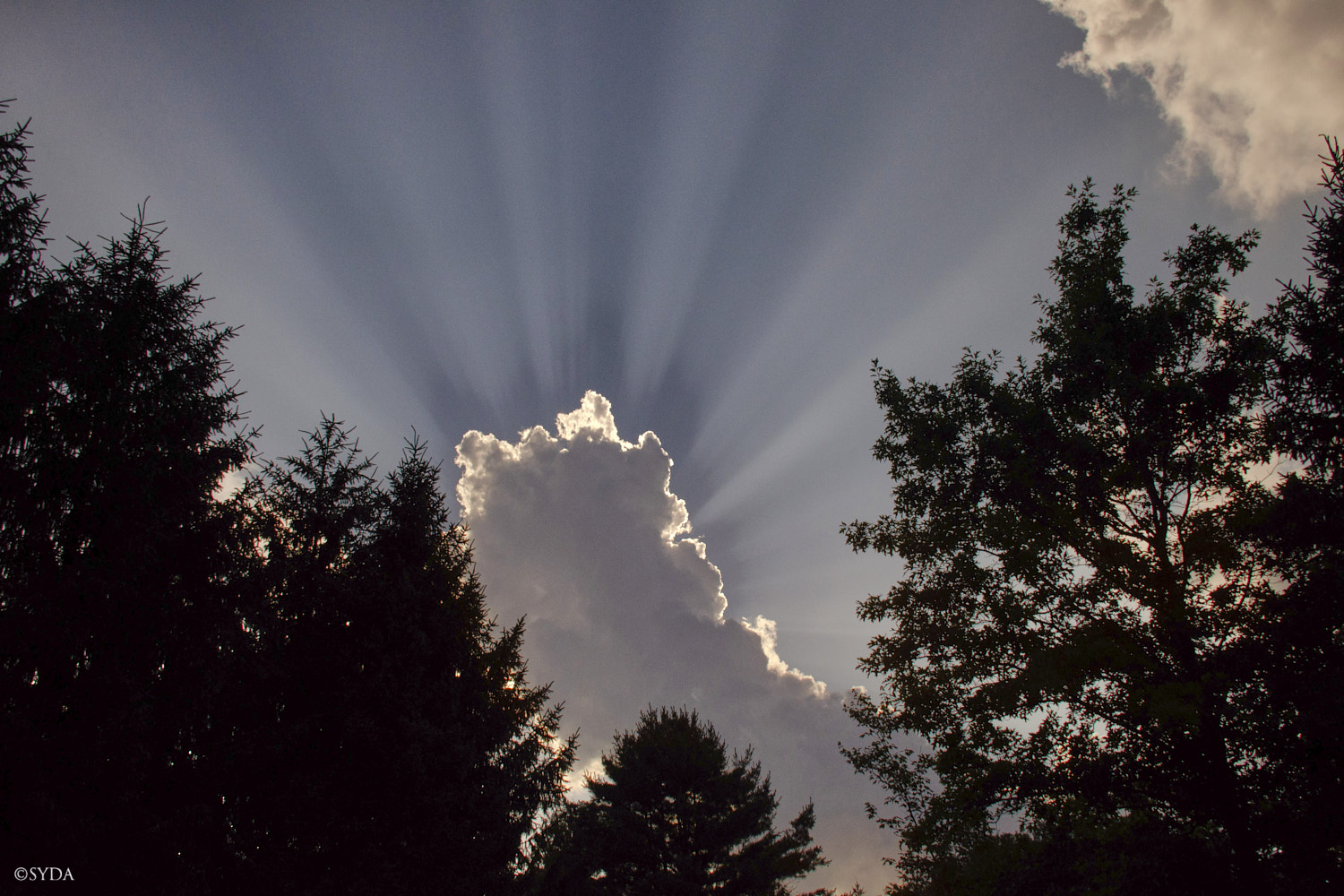 Nature Image